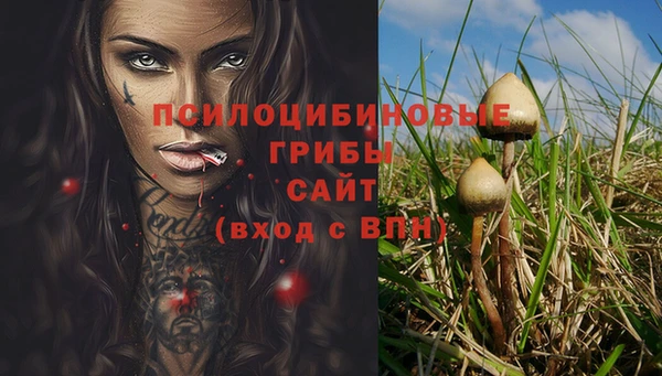 сатива Новозыбков