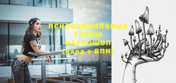 сатива Новозыбков