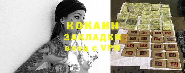 сатива Новозыбков